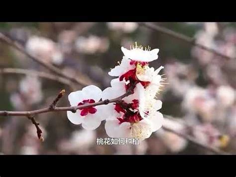 桃花枝 風水|【桃花樹風水】桃花樹風水：古代風水禁忌與現代居家桃花指南